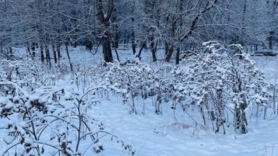 A optical illusion featuring a winter landscape challenged viewers to spot a hidden dog. (X/@piedpiperlko) A optical illusion featuring a winter landscape challenged viewers to spot a hidden dog. (X/@piedpiperlko)