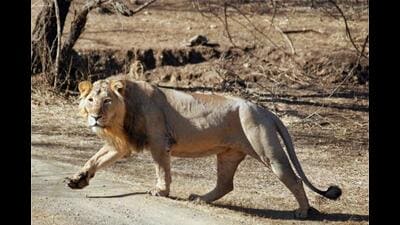 Modi is expected to visit Gir on March 3, World Wildlife Day, to chair the National Board for Wildlife meeting. (PTI) Modi is expected to visit Gir on March 3, World Wildlife Day, to chair the National Board for Wildlife meeting. (PTI)