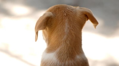 Dog owners might have good cognitive health in old age, as per a new study. (Freepik) Dog owners might have good cognitive health in old age, as per a new study. (Freepik)
