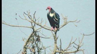The Asian King Vulture (HT File Photo)