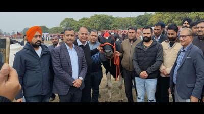 Winning cow, Soni, with her owner and organisers at the Dairy Mela in Karnal on Saturday. (HT Photo) Winning cow, Soni, with her owner and organisers at the Dairy Mela in Karnal on Saturday. (HT Photo)