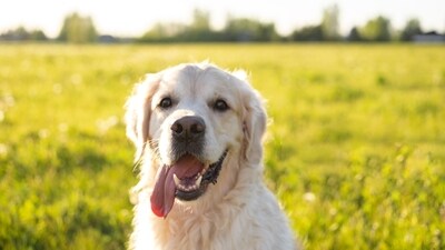 Pets need additional care as they adjust to season changes. (Shutterstock) Pets need additional care as they adjust to season changes. (Shutterstock)