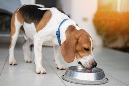 Dogs should be properly hydrated with the frequent daytime temperature spikes. (Shutterstock) Dogs should be properly hydrated with the frequent daytime temperature spikes. (Shutterstock)
