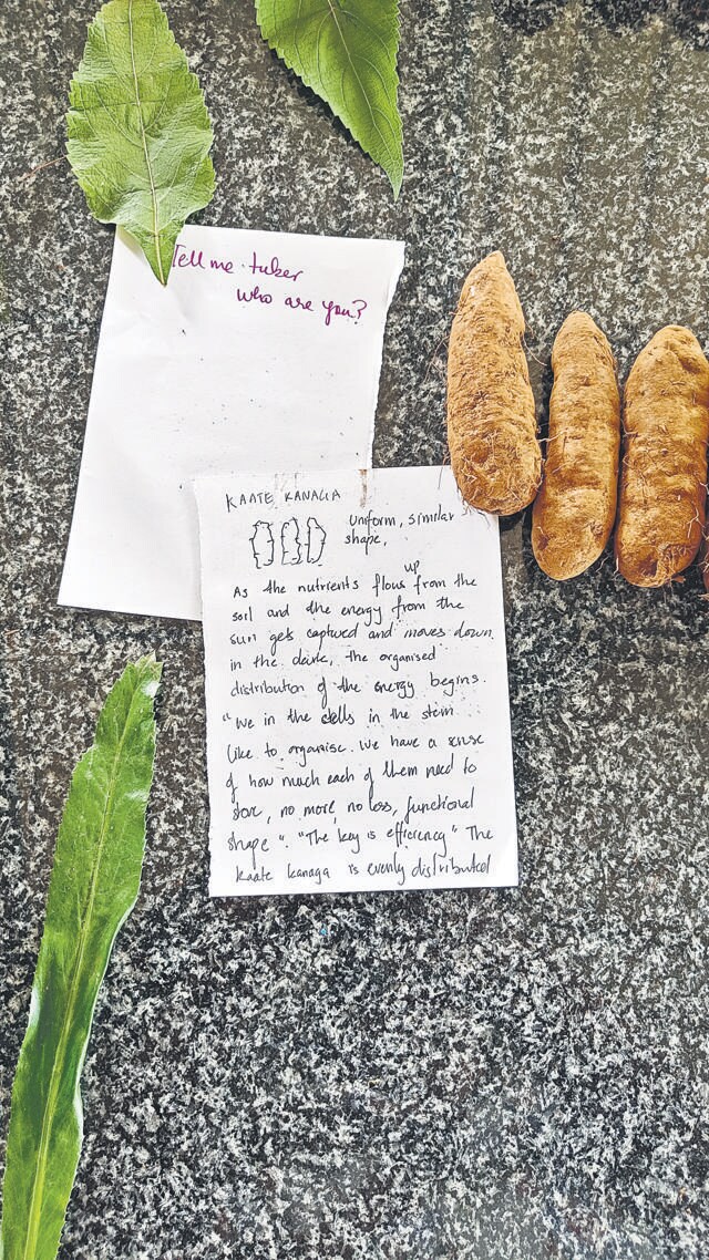 A note on lesser yams. (Spudnik Farms) A note on lesser yams. (Spudnik Farms)