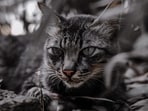 A woman in Uttar Pradesh died by suicide after her pet cat passed away. A woman in Uttar Pradesh died by suicide after her pet cat passed away.