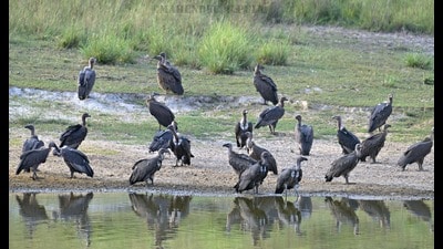 About 320 vultures, including long-billed vultures, are surviving in the southern part of India. (Shutterstock) About 320 vultures, including long-billed vultures, are surviving in the southern part of India. (Shutterstock)