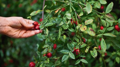 Indigenous groups have long harvested wild ingredients, not just for sustenance but for their medicinal properties. Indigenous groups have long harvested wild ingredients, not just for sustenance but for their medicinal properties.