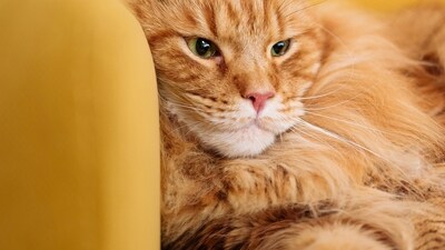 Cat Cat