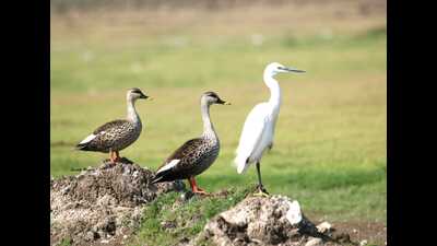 Every year, hundreds of migratory birds arrive in Pune during the winter season between October and February from Europe, Africa, the Himalayan region and many other places. (HT PHOTO) Every year, hundreds of migratory birds arrive in Pune during the winter season between October and February from Europe, Africa, the Himalayan region and many other places. (HT PHOTO)