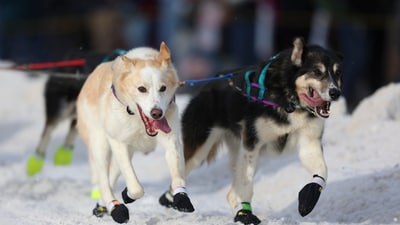 Sled dogs on the team of Michelle Phillips (14), of Canada, run during the Ceremonial Start of the Iditarod Trail Sled Dog Race in Anchorage, Alaska., Saturday, March 1, 2025. (AP) Sled dogs on the team of Michelle Phillips (14), of Canada, run during the Ceremonial Start of the Iditarod Trail Sled Dog Race in Anchorage, Alaska., Saturday, March 1, 2025. (AP)