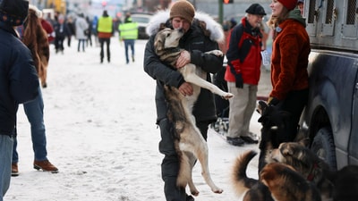 Riley Dyche (17), of Big Lake, Alaska, kisses his sled dog Redoubt while carrying him back to the truck before the Ceremonial Start of the Iditarod Trail Sled Dog Race in Anchorage, Alaska., Saturday, March 1, 2025. (AP) Riley Dyche (17), of Big Lake, Alaska, kisses his sled dog Redoubt while carrying him back to the truck before the Ceremonial Start of the Iditarod Trail Sled Dog Race in Anchorage, Alaska., Saturday, March 1, 2025. (AP)