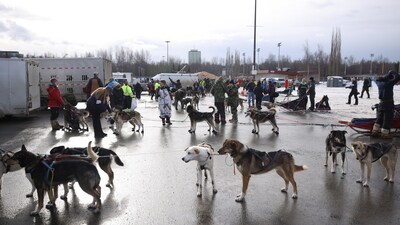 Dog teams wait at the end of the ceremonial start of the 53rd Iditarod Trail Sled Dog Race in Anchorage, Alaska, U.S. March 1, 2025. (REUTERS)