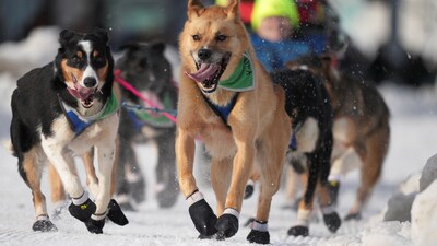 Race rookie Sydnie Bahl’s dog team participates in the ceremonial start of the 53rd Iditarod Trail Sled Dog Race in Anchorage, Alaska, US March 1, 2025. (REUTERS)