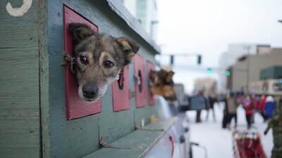 Race rookie Emily Ford's dogs wait to participate in the ceremonial start of the 53rd Iditarod Trail Sled Dog Race in Anchorage, Alaska, US. (REUTERS)