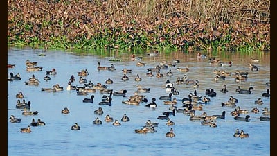 Punjab has six Ramsar sites, a wetland that meets certain criteria to be designated as a protected area of international importance, at Harike, Beas, Kanjli, Keshopur, Nangal and Ropar. (HT File) Punjab has six Ramsar sites, a wetland that meets certain criteria to be designated as a protected area of international importance, at Harike, Beas, Kanjli, Keshopur, Nangal and Ropar. (HT File)