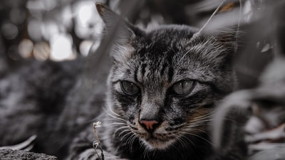 A woman in Uttar Pradesh died by suicide after her pet cat passed away. (Representational) A woman in Uttar Pradesh died by suicide after her pet cat passed away. (Representational)