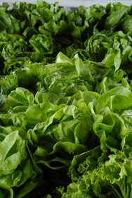 Leafy greens. (Pexels) Leafy greens. (Pexels)