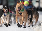 USA-IDITAROD--0