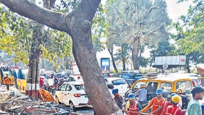 BMC conducts emergency tree survey to prevent tree fall in summer BMC conducts emergency tree survey to prevent tree fall in summer