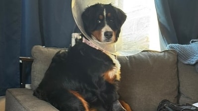 Puppy swallowed 24 socks and a onesie, needed life-saving surgery, now recovering well. (Instagram/coronaanimaler)