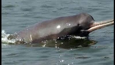 As per the first-ever riverine dolphin estimation conducted in the country, India has as many as 6,327 riverine dolphins. (For Representation)