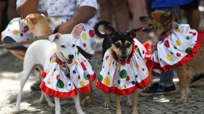Brazil's Carnival kicks off with Raucous parties and colourful parades across the country. ( Reuters) Brazil's Carnival kicks off with Raucous parties and colourful parades across the country. ( Reuters)