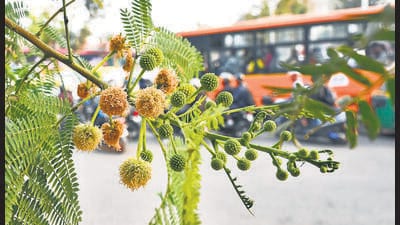 Till 2021, the most commonly found tree in Delhi’s urban spaces was the neem (azadirachta indica), with the mulberry, the ashok and the peepal close behind. (VIPIN KUMAR/HT PHOTO)