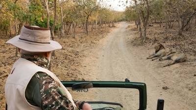 In honour of World Wildlife Day, Prime Minister Narendra Modi spent Monday morning on a lion safari in Gir Wildlife Sanctuary in Junagadh, Gujarat. (X/@narendraModi) In honour of World Wildlife Day, Prime Minister Narendra Modi spent Monday morning on a lion safari in Gir Wildlife Sanctuary in Junagadh, Gujarat. (X/@narendraModi)