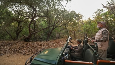 In order to save Asiatic lions, of which Gujarat is their only home state, the Centre has established "Project Lion" in the Gir terrain. (X/@narendraModi) In order to save Asiatic lions, of which Gujarat is their only home state, the Centre has established "Project Lion" in the Gir terrain. (X/@narendraModi)
