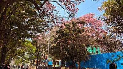 Bengaluru’s streets turn into a pink paradise as Tabebuia Rosea trees burst into full bloom.&nbsp;&nbsp;&nbsp;&nbsp; (X/@_Silencepedia_)