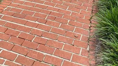 An optical illusion challenged users to spot a hidden turtle. (X/@piedpiperlko) An optical illusion challenged users to spot a hidden turtle. (X/@piedpiperlko)