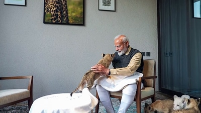 Prime Minister Narendra Modi plays with a cub during his visit to Vantara, the wildlife rescue, rehabilitation, and conservation centre. (ANI) Prime Minister Narendra Modi plays with a cub during his visit to Vantara, the wildlife rescue, rehabilitation, and conservation centre. (ANI)