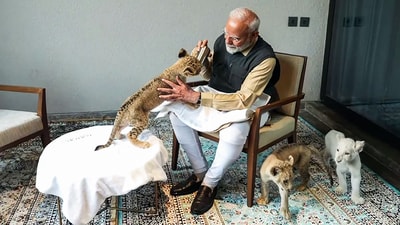 Prime Minister Narendra Modi feeds a cub during his visit to the wildlife rescue, rehabilitation, and conservation centre, Vantara. (ANI) Prime Minister Narendra Modi feeds a cub during his visit to the wildlife rescue, rehabilitation, and conservation centre, Vantara. (ANI)
