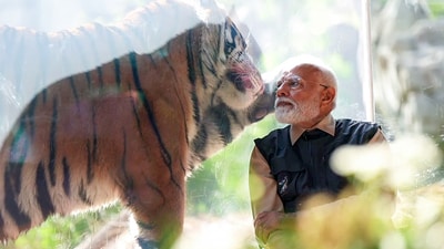 Prime Minister Narendra Modi with a tiger during his visit to the wildlife rescue, rehabilitation, and conservation centre, Vantara, in Jamnagar on Tuesday. (ANI) Prime Minister Narendra Modi with a tiger during his visit to the wildlife rescue, rehabilitation, and conservation centre, Vantara, in Jamnagar on Tuesday. (ANI)