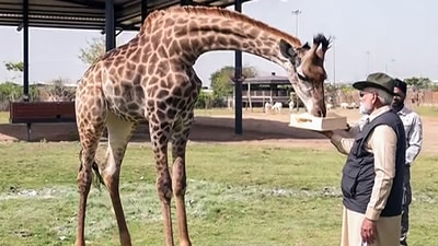 Prime Minister Narendra Modi feeds a giraffe during his visit to the wildlife rescue, rehabilitation, and conservation centre, Vantara, in Jamnagar on Tuesday. (ANI - X) Prime Minister Narendra Modi feeds a giraffe during his visit to the wildlife rescue, rehabilitation, and conservation centre, Vantara, in Jamnagar on Tuesday. (ANI - X)