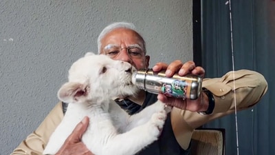 Prime Minister Narendra Modi feeds a White Lion cub during his visit to the wildlife rescue, rehabilitation, and conservation centre, Vantara, in Gujarat's Jamnagar. (ANI) Prime Minister Narendra Modi feeds a White Lion cub during his visit to the wildlife rescue, rehabilitation, and conservation centre, Vantara, in Gujarat's Jamnagar. (ANI)