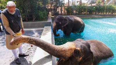 At Vantara, the hydrotherapy pools support recovery of elephants suffering from arthritis and foot problems, and improve their mobility. (Narendra Modi ) At Vantara, the hydrotherapy pools support recovery of elephants suffering from arthritis and foot problems, and improve their mobility. (Narendra Modi )