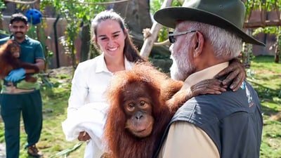 Prime Minister Narendra Modi holding an orangutan baby during his visit to the wildlife rescue, rehabilitation, and conservation centre, Vantara, in Jamnagar on Tuesday. (ANI - X) Prime Minister Narendra Modi holding an orangutan baby during his visit to the wildlife rescue, rehabilitation, and conservation centre, Vantara, in Jamnagar on Tuesday. (ANI - X)