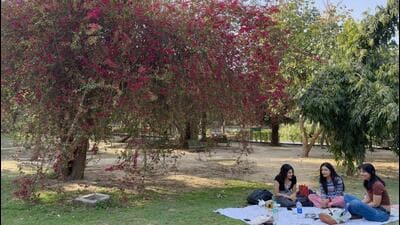 This Seeta-aur-Geeta duo bears flowers throughout the year, but the densest blossoming returns punctually with the departure of winter (HT Photo) This Seeta-aur-Geeta duo bears flowers throughout the year, but the densest blossoming returns punctually with the departure of winter (HT Photo)