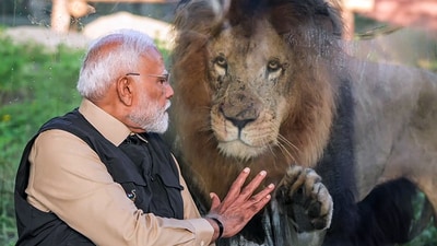 Prime Minister Narendra Modi with an Asiatic lion during his visit to the wildlife rescue, rehabilitation, and conservation centre, Vantara, in Jamnagar on Tuesday. (ANI) Prime Minister Narendra Modi with an Asiatic lion during his visit to the wildlife rescue, rehabilitation, and conservation centre, Vantara, in Jamnagar on Tuesday. (ANI)