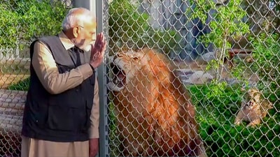 Vantara Jamnagar: Prime Minister Narendra Modi with an African lion during his visit to the wildlife rescue, rehabilitation, and conservation centre - Vantara. (ANI) Vantara Jamnagar: Prime Minister Narendra Modi with an African lion during his visit to the wildlife rescue, rehabilitation, and conservation centre - Vantara. (ANI)