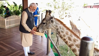 Prime Minister Narendra Modi feeds a giraffe while visiting the wildlife rescue, rehabilitation, and conservation centre, Vantara, in Jamnagar on Tuesday. (ANI) Prime Minister Narendra Modi feeds a giraffe while visiting the wildlife rescue, rehabilitation, and conservation centre, Vantara, in Jamnagar on Tuesday. (ANI)