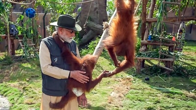 Prime Minister Narendra Modi playing with orangutan babies during his visit to the wildlife rescue, rehabilitation, and conservation centre, Vantara, in Jamnagar on Tuesday. (ANI - X) Prime Minister Narendra Modi playing with orangutan babies during his visit to the wildlife rescue, rehabilitation, and conservation centre, Vantara, in Jamnagar on Tuesday. (ANI - X)