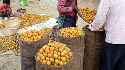 With owners not claiming their goods, questions are also being raised on whether the betel nuts were meant for smuggling (ANI/Representative) With owners not claiming their goods, questions are also being raised on whether the betel nuts were meant for smuggling (ANI/Representative)