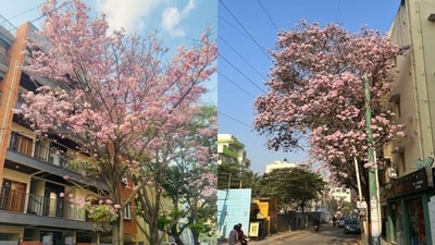 Bengaluru’s streets burst into shades of pink with stunning floral blooms. (X/@vikraman23)