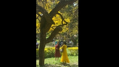 Women stand beneath a canopy of golden-yellow blossoms in a Bengaluru park, surrounded by nature’s vibrant display. (X/@RandeepYoga )
