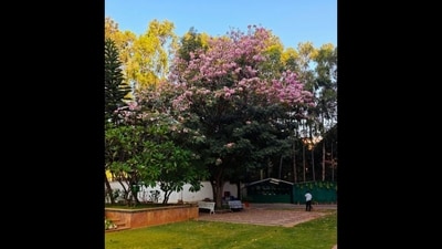 Tabebuia Rosea typically blooms in late winter to early summer. (X/@_Silencepedia_)