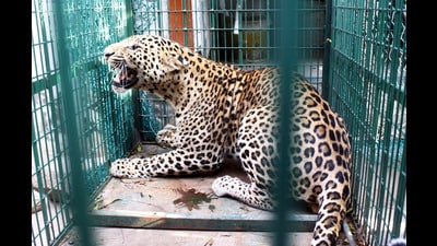 Pune district’s disaster management authority declared 233 villages “highly sensitive to leopard attacks. (REPRESENTATIVE PIC) Pune district’s disaster management authority declared 233 villages “highly sensitive to leopard attacks. (REPRESENTATIVE PIC)