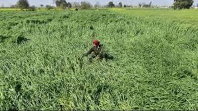 The Bharatiya Kisan Union’s (BKU) Charuni faction has written to the Kurukshetra deputy commissioner, demanding the opening of the e-kshatipurti portal so that farmers can report their crop losses from the recent spells of rain and hailstorm. (HT File/Representational image)