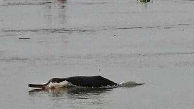 The population estimate reveals 6,324 Ganges River dolphins and only 3 Indus River dolphins. (HT file photo) The population estimate reveals 6,324 Ganges River dolphins and only 3 Indus River dolphins. (HT file photo)